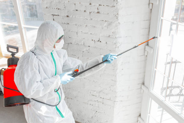 Best Mold Damage Restoration  in Wheeling, WV