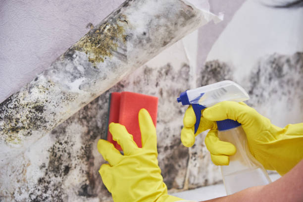 Professional Mold Removal & Remediation in Wheeling, WV